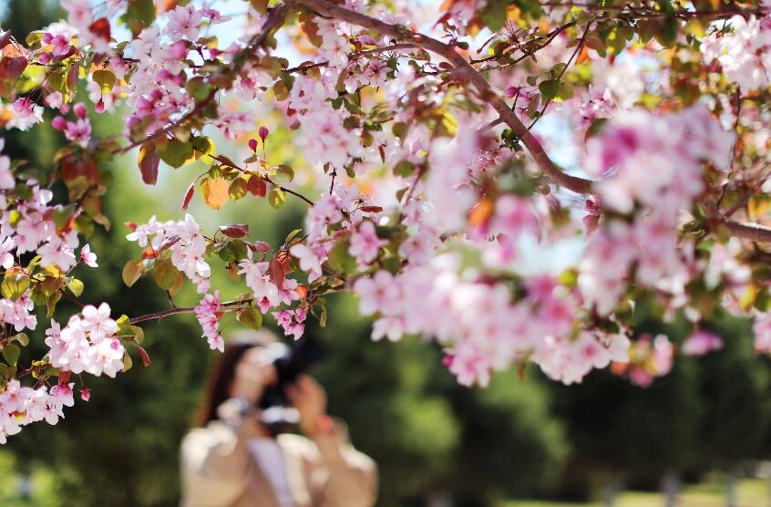 花香油城